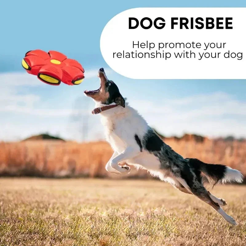 2 in 1 dog ball and frisbee