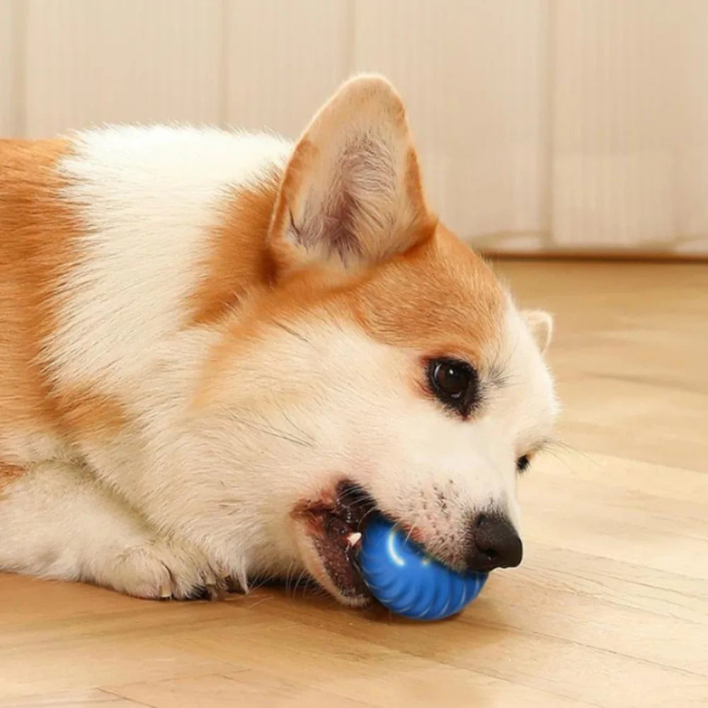Moving reactive toy ball for dogs!