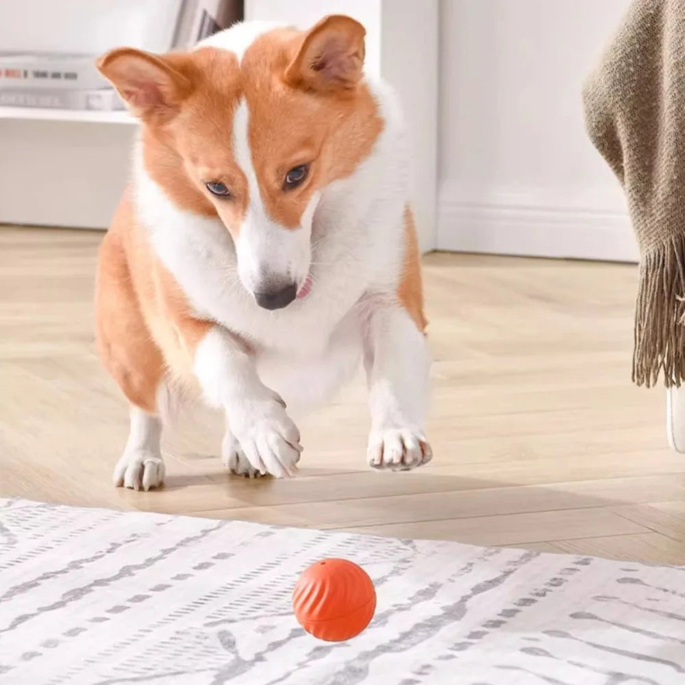 Moving reactive toy ball for dogs!