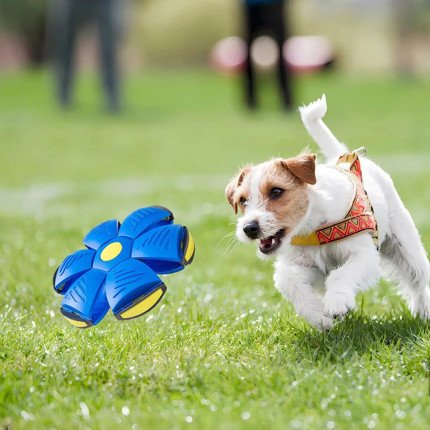 2 in 1 dog ball and frisbee